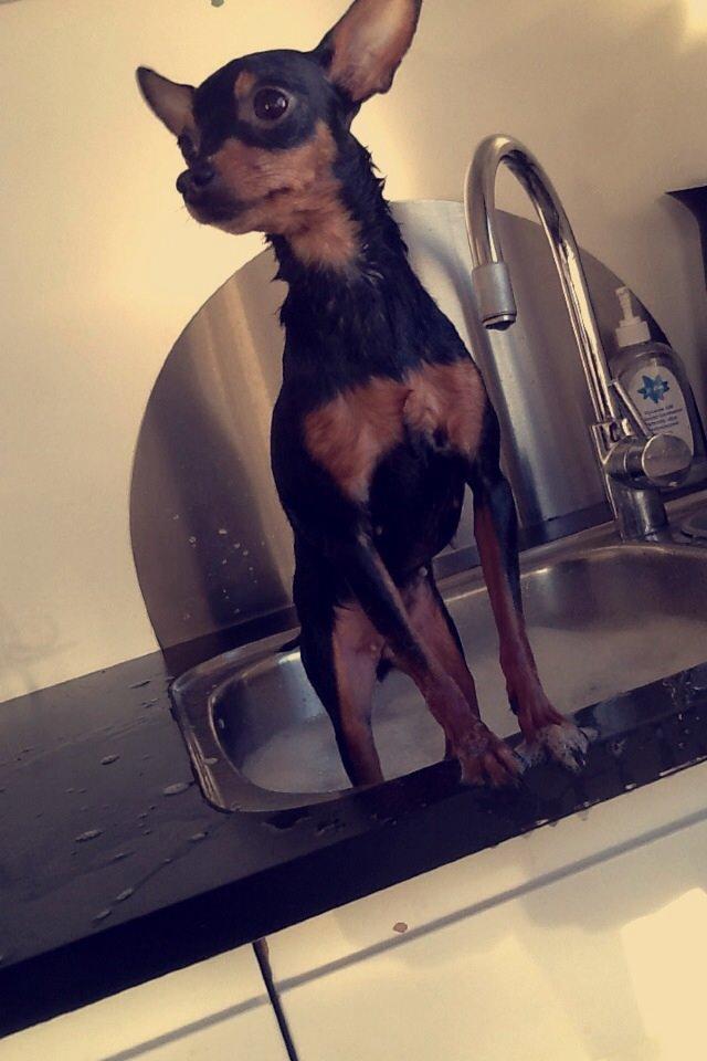 Prazsky krysarik Mille billede 13