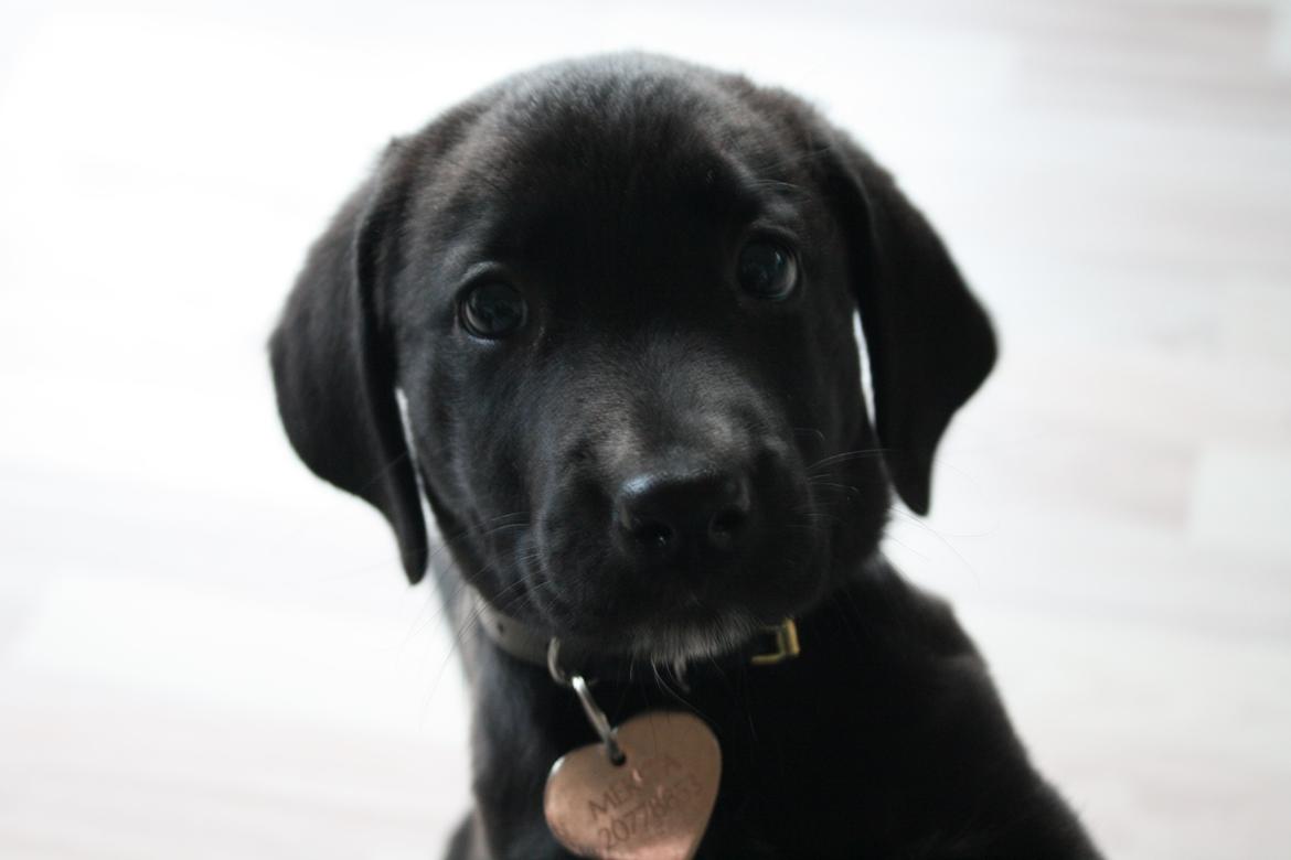 Blanding af racer Mekita billede 1