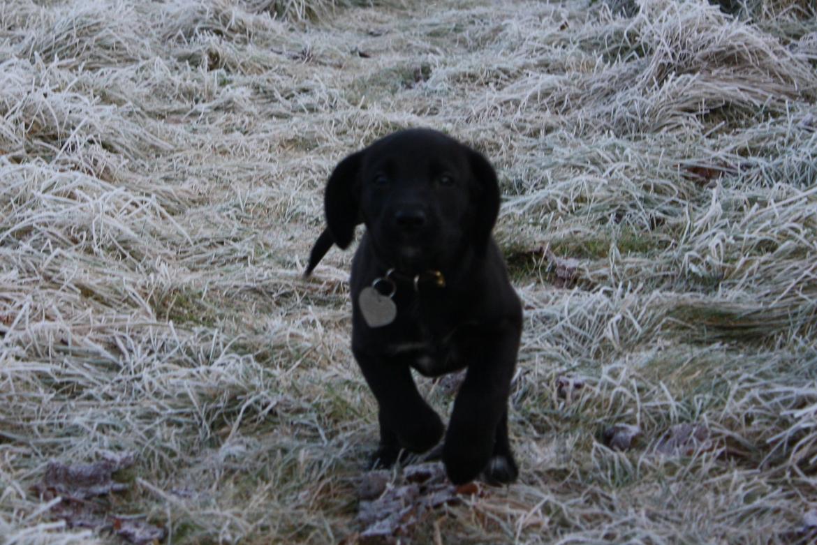 Blanding af racer Mekita billede 3