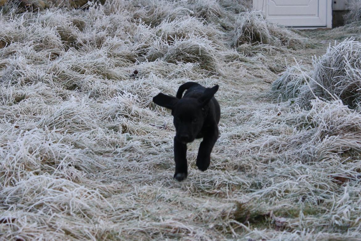 Blanding af racer Mekita billede 4