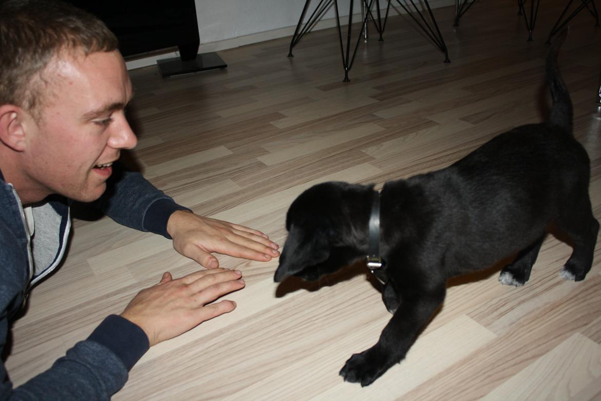 Blanding af racer Mekita billede 5