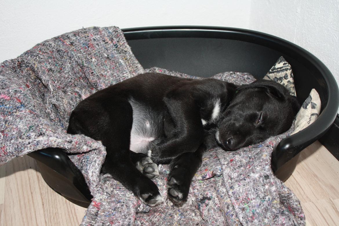 Blanding af racer Mekita billede 6