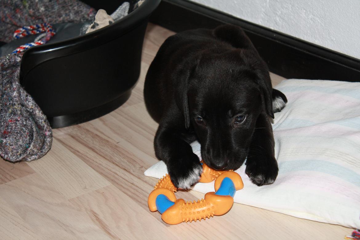 Blanding af racer Mekita billede 7