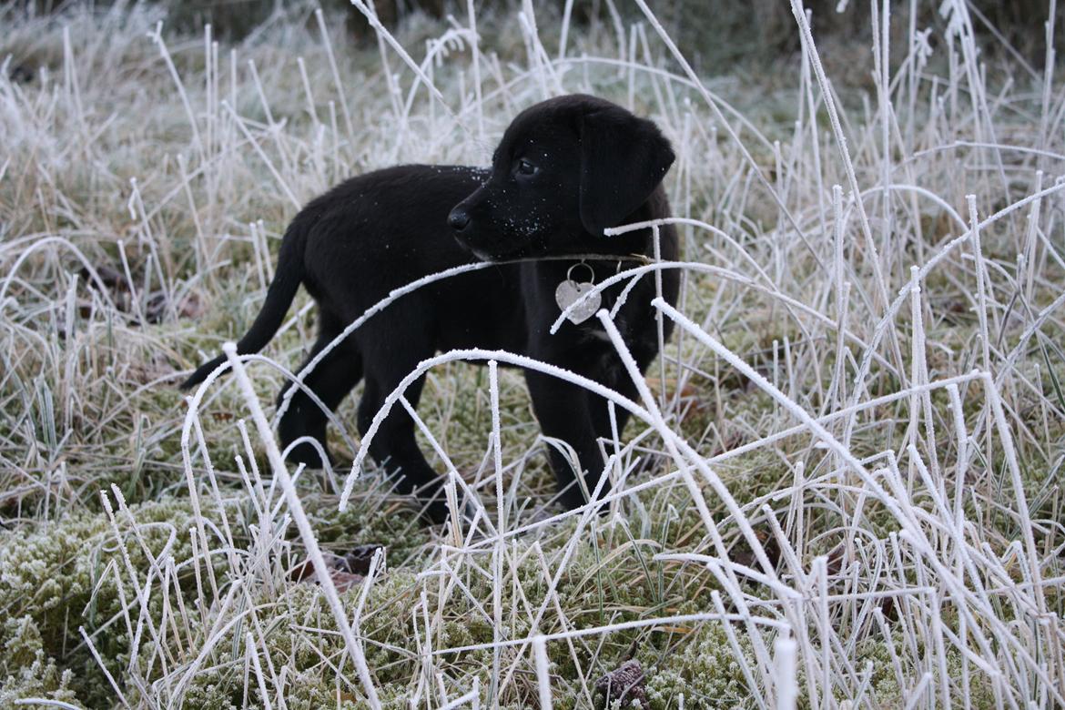 Blanding af racer Mekita billede 2