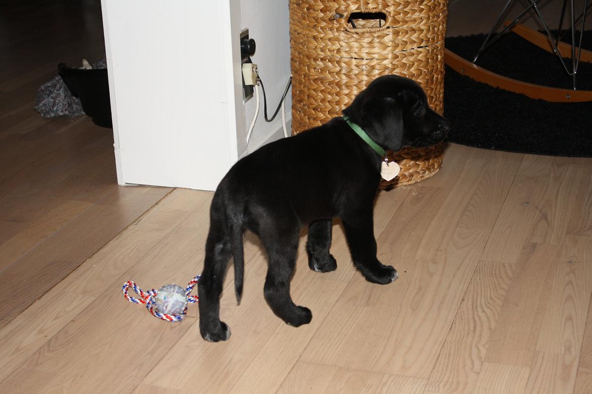 Blanding af racer Mekita billede 8