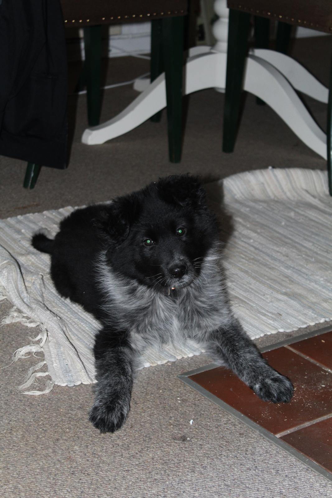 Blanding af racer Ellie billede 27