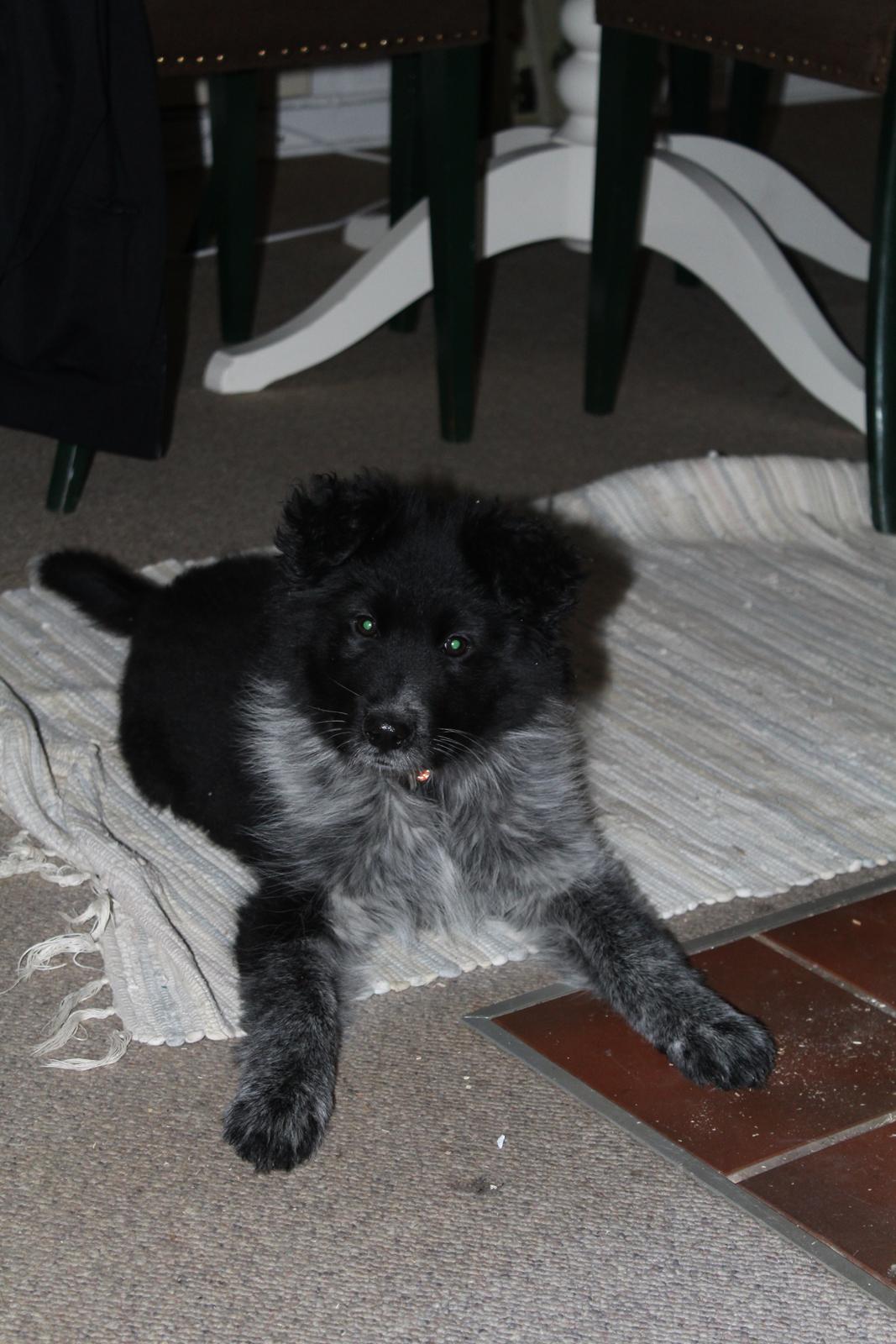 Blanding af racer Ellie billede 28