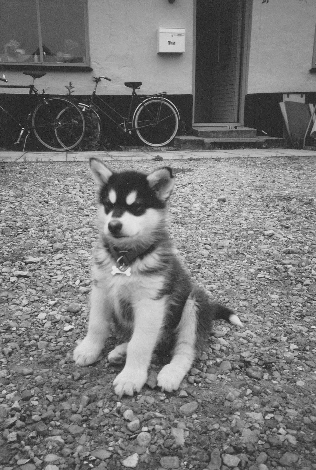 Alaskan malamute Alaskan Grace's Cuddly SITKIN R.I.P. - Sitkin ca. 10 uger. billede 4