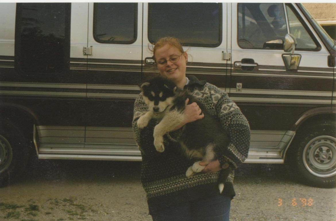 Alaskan malamute Alaskan Grace's Cuddly SITKIN R.I.P. - 03.06.1998 Den dag vi hentede Sitkin. billede 3