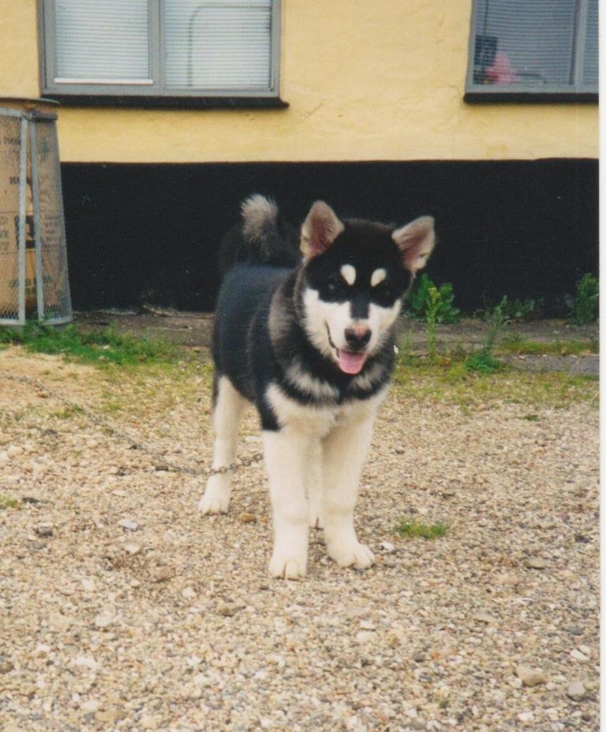 Alaskan malamute Alaskan Grace's Cuddly SITKIN R.I.P. billede 5