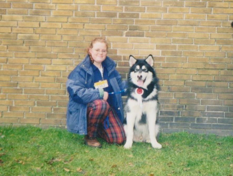 Alaskan malamute Alaskan Grace's Cuddly SITKIN R.I.P. - DKK Herning Sitkin ca. 7 mdr. billede 6
