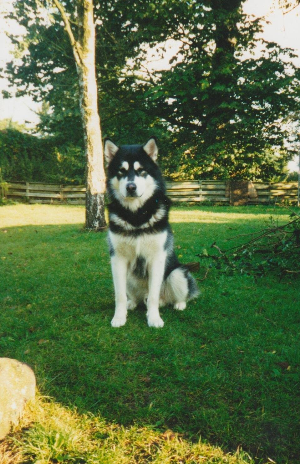 Alaskan malamute Alaskan Grace's Cuddly SITKIN R.I.P. - Sitkin ca. 2 år. billede 1