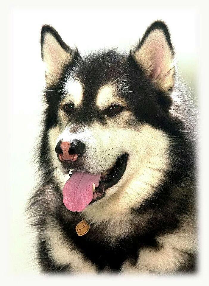 Alaskan malamute Alaskan Grace's Cuddly SITKIN R.I.P. billede 7