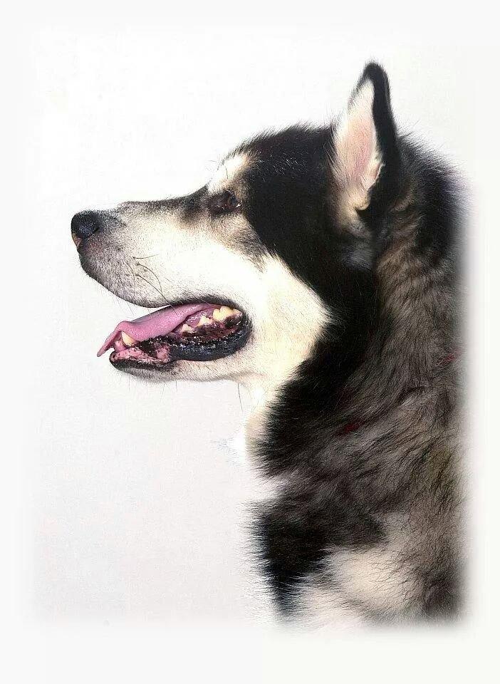 Alaskan malamute Alaskan Grace's Cuddly SITKIN R.I.P. billede 8
