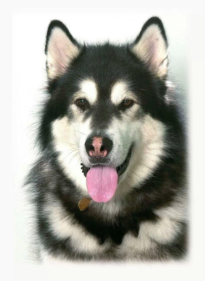 Alaskan malamute Alaskan Grace's Cuddly SITKIN R.I.P. billede 2