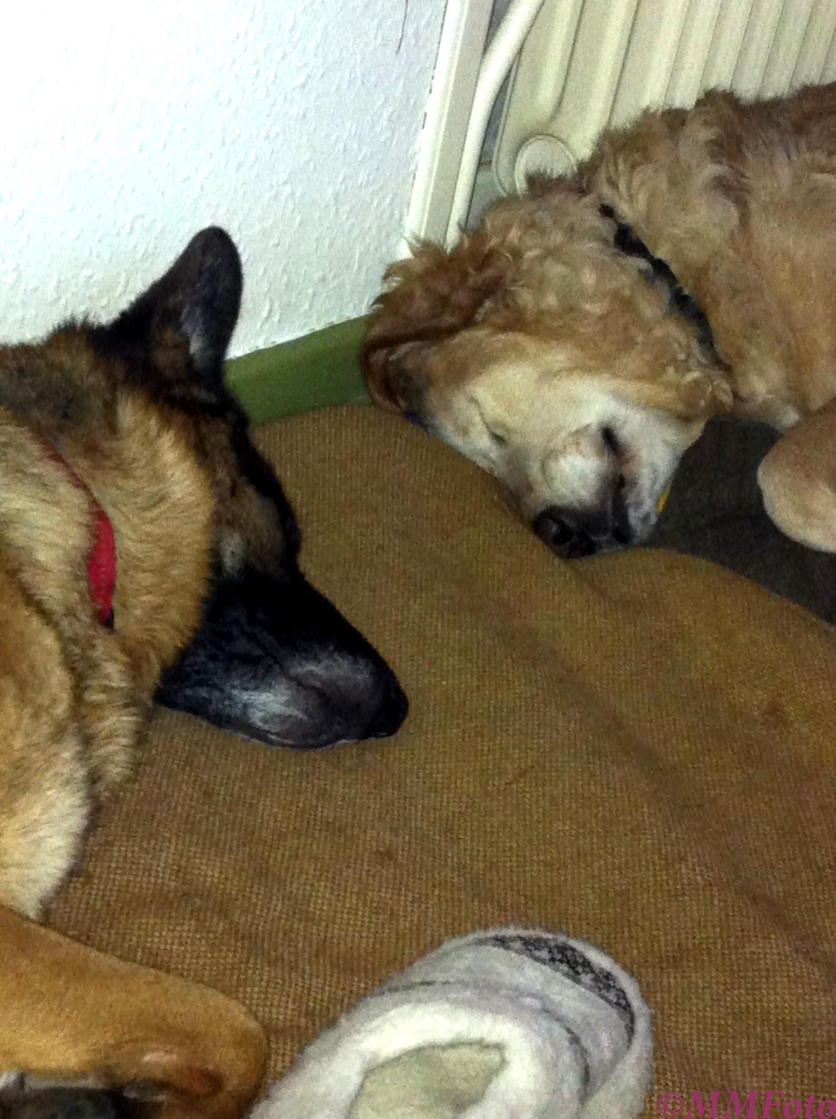 Schæferhund Vega *R.I.P* billede 7