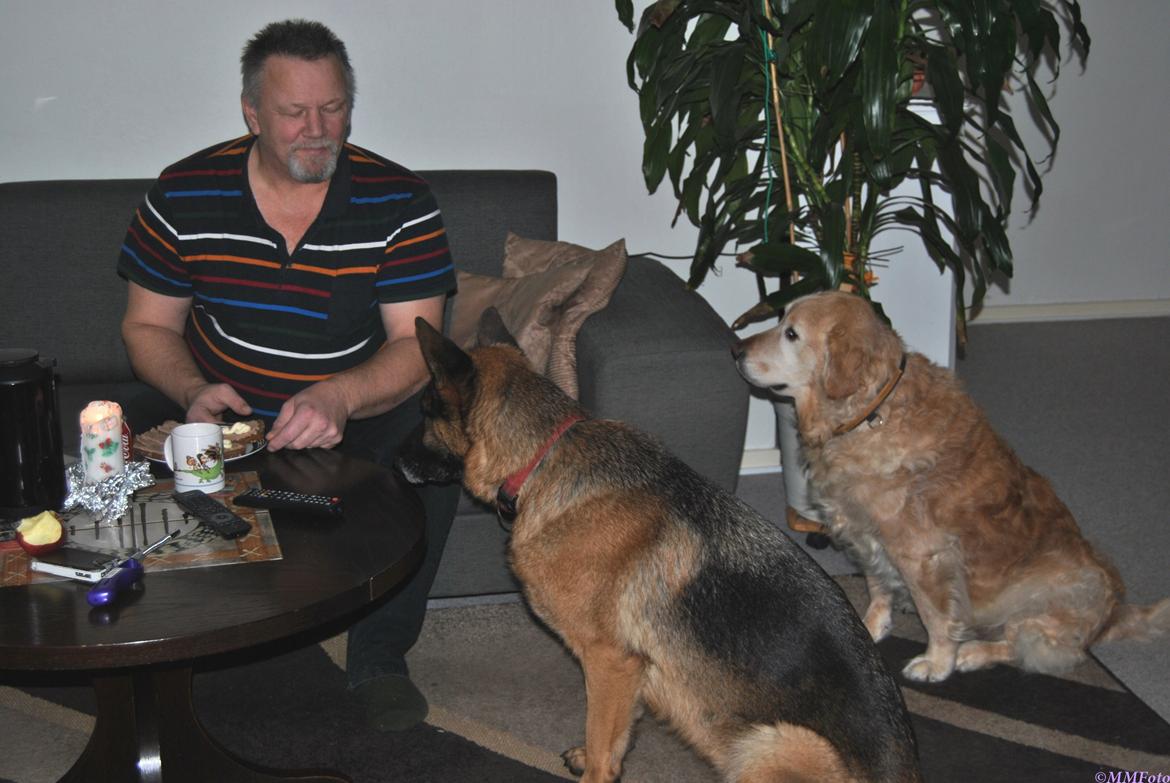 Schæferhund Vega *R.I.P* billede 8