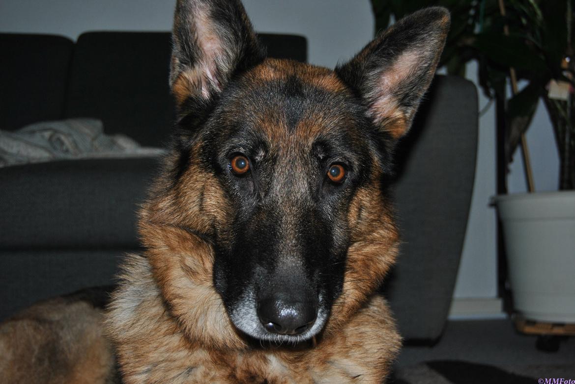 Schæferhund Vega *R.I.P* billede 9