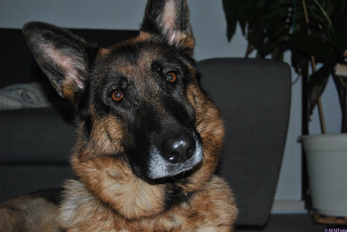 Schæferhund Vega *R.I.P* billede 10