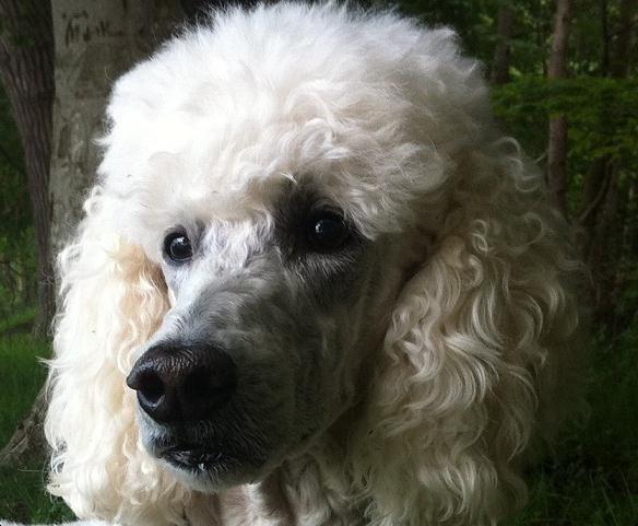 Storpuddel Nanna billede 10