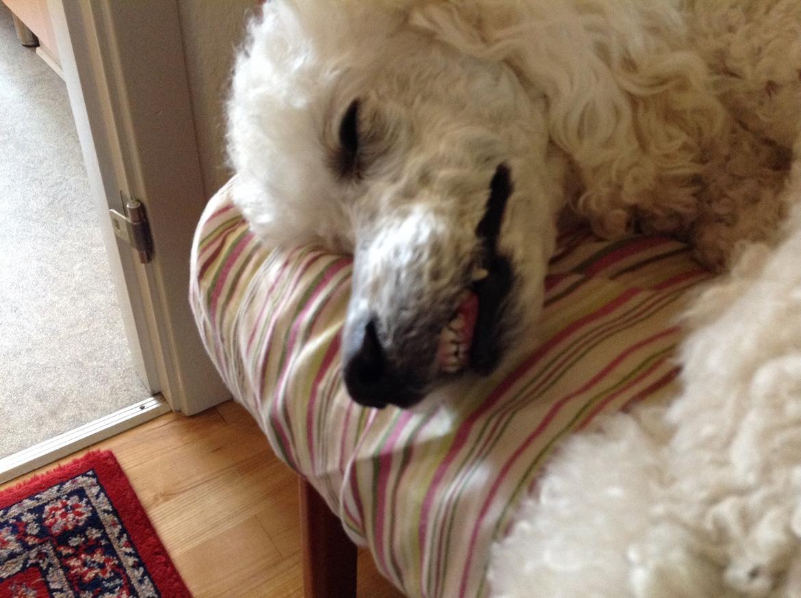 Storpuddel Nanna billede 13