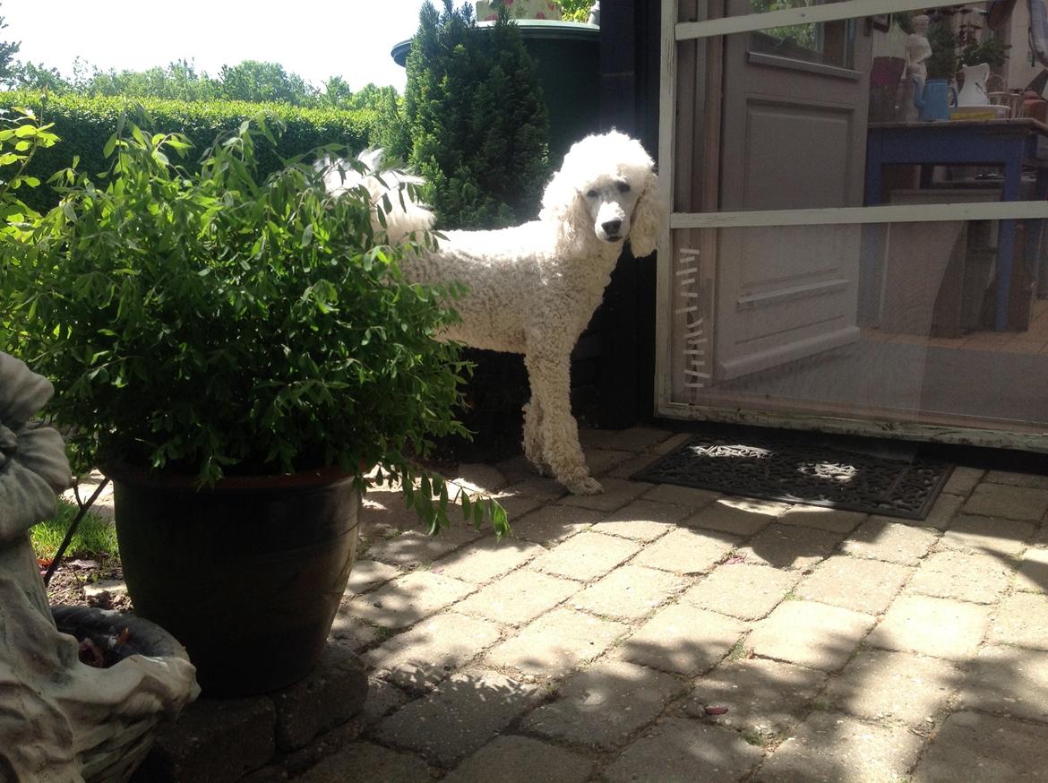 Storpuddel Nanna billede 14