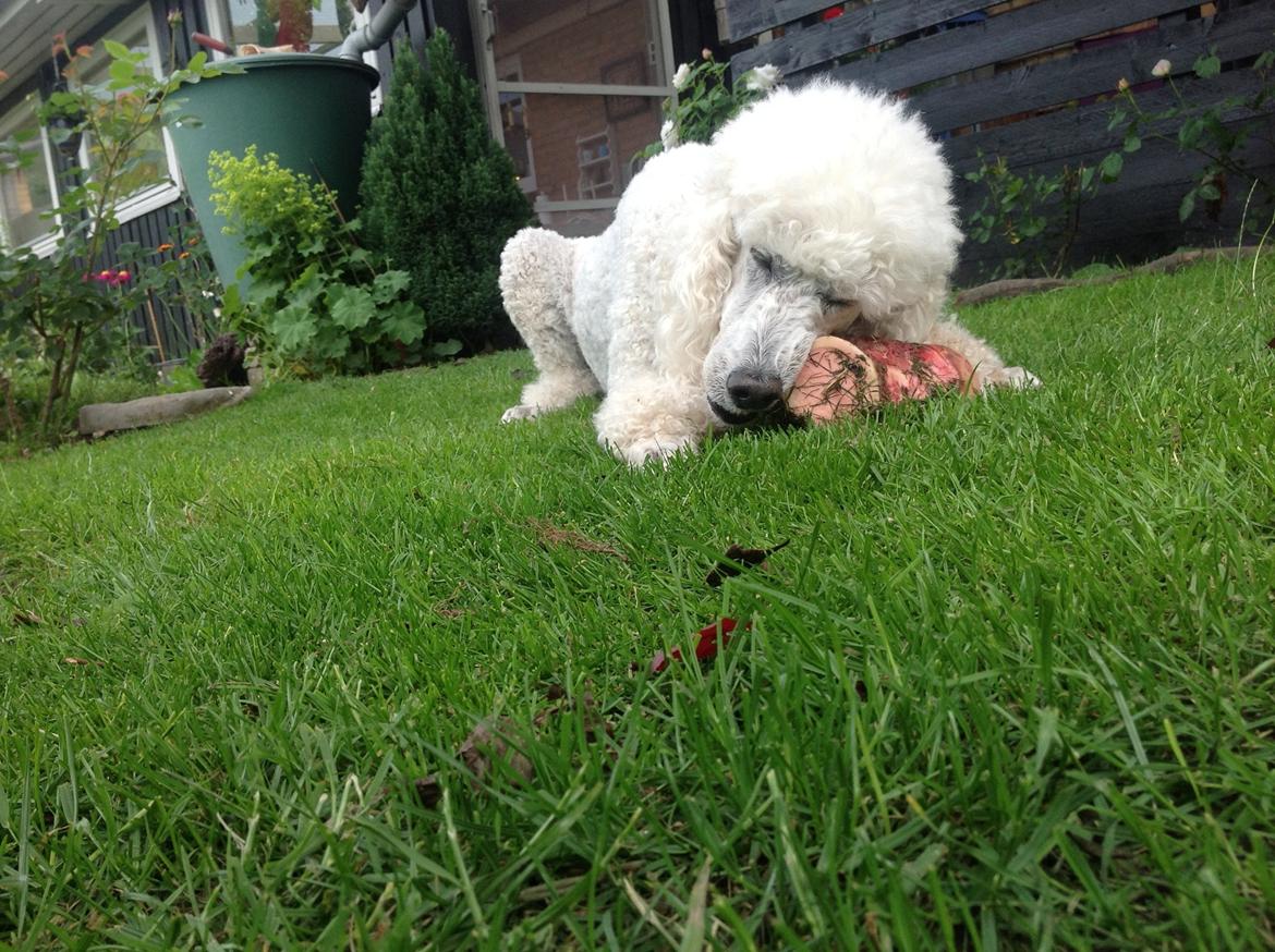 Storpuddel Nanna billede 17