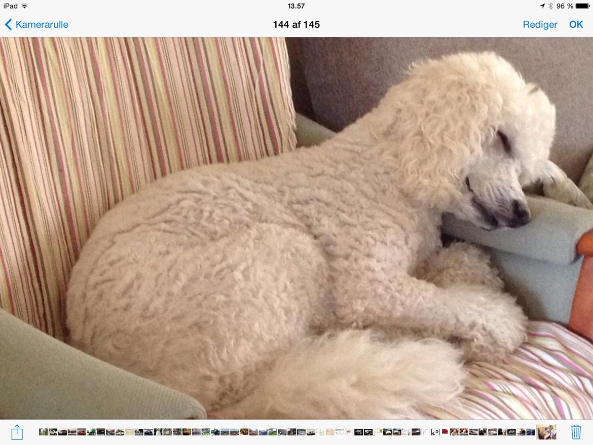 Storpuddel Nanna billede 18