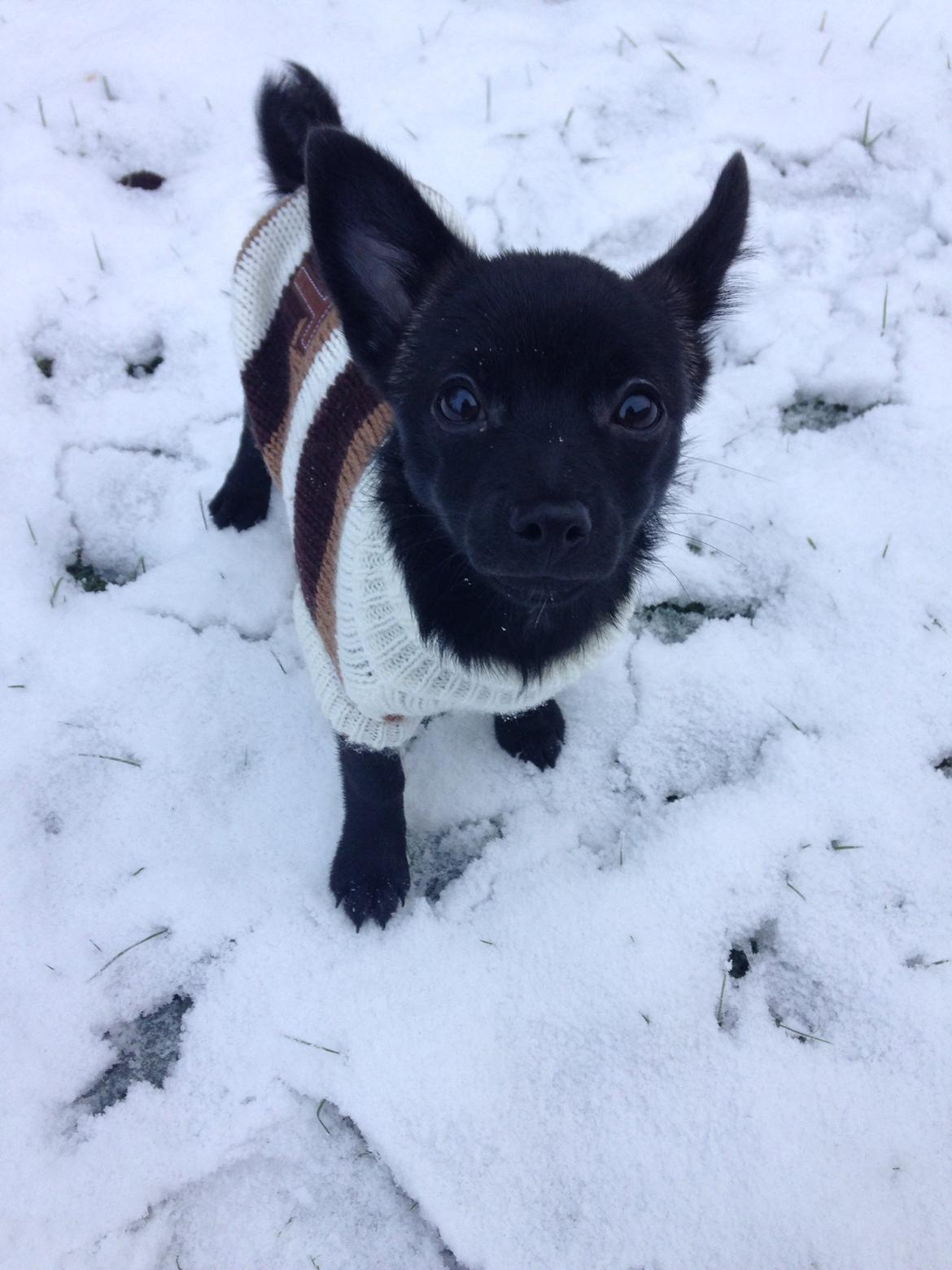 Blanding af racer Pomeranian, Chihuahua Shellie billede 11