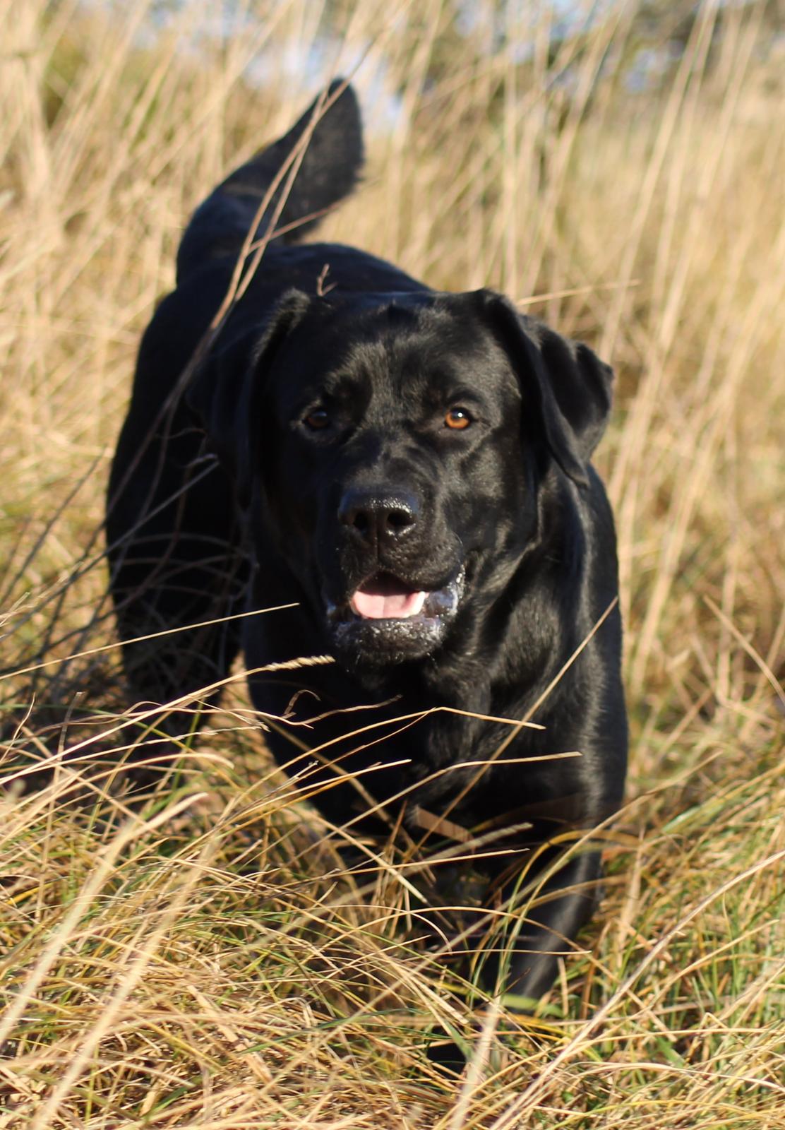 Labrador retriever Mochipappa's Bobby Mcferrin billede 17