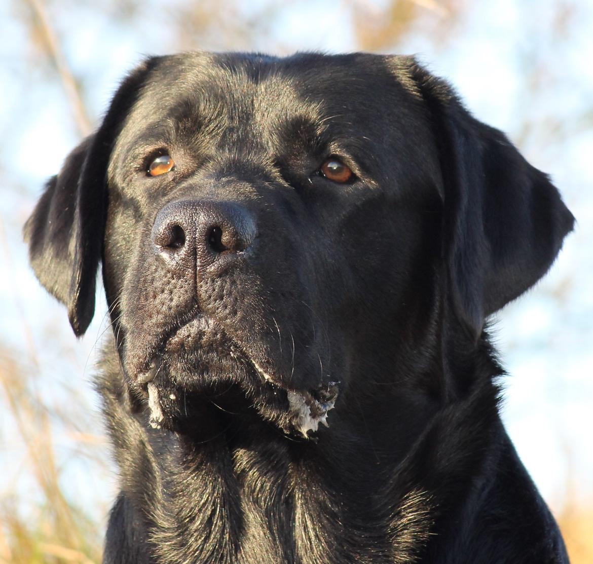 Labrador retriever Mochipappa's Bobby Mcferrin billede 2