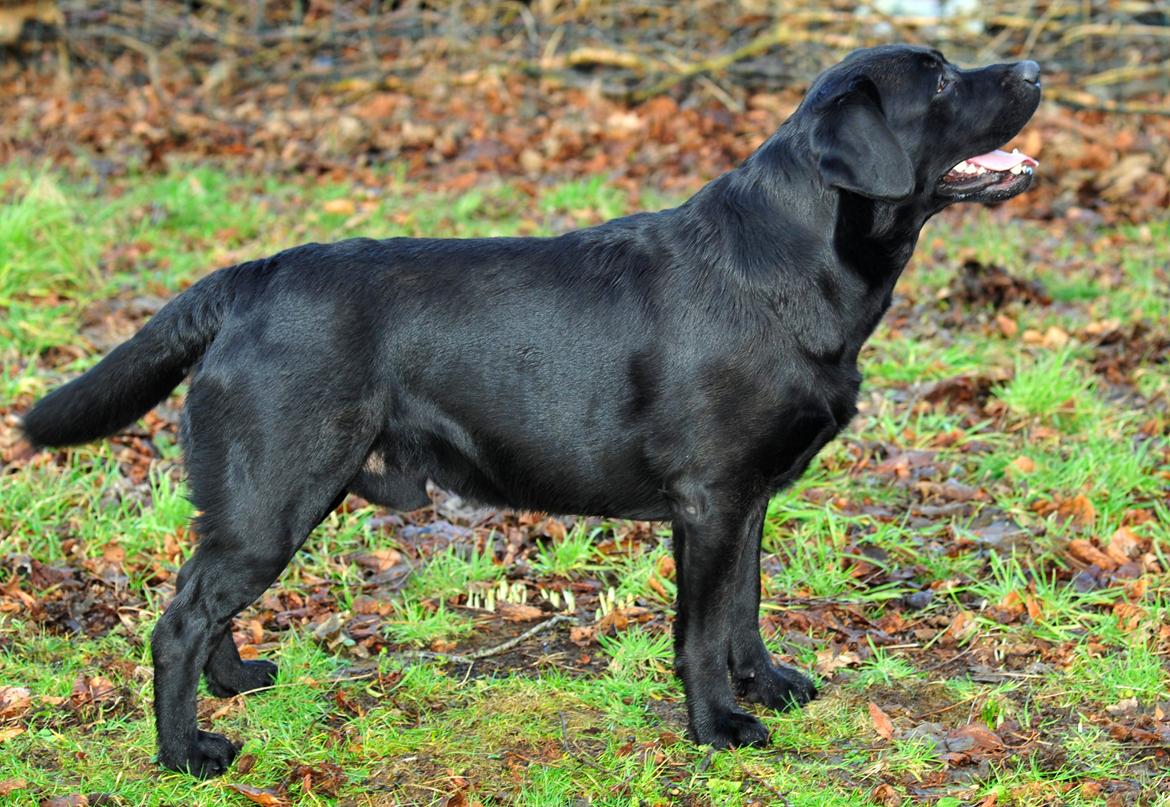 Labrador retriever Mochipappa's Bobby Mcferrin billede 18