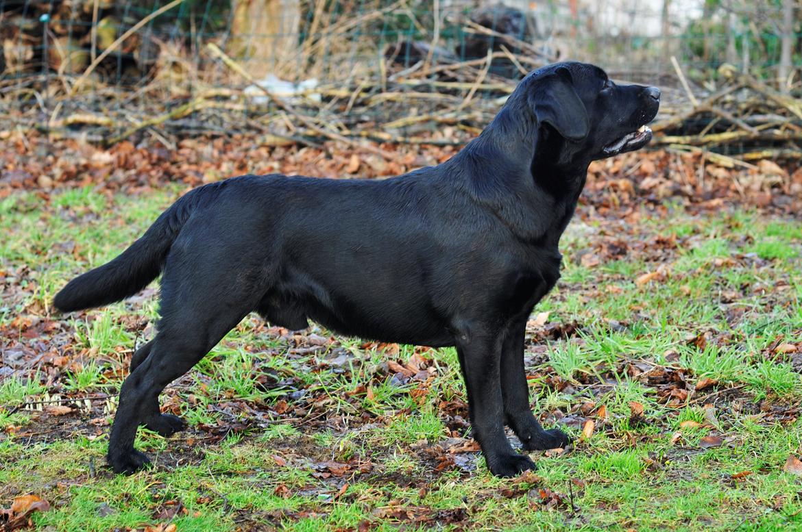 Labrador retriever Mochipappa's Bobby Mcferrin billede 20