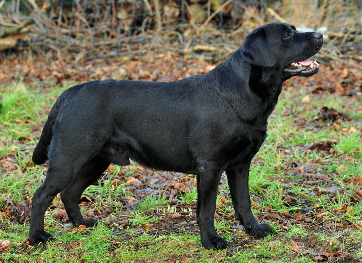 Labrador retriever Mochipappa's Bobby Mcferrin billede 23