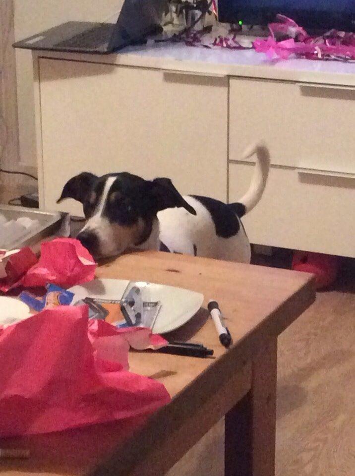 Dansk svensk gaardhund buster  solgt.. billede 10