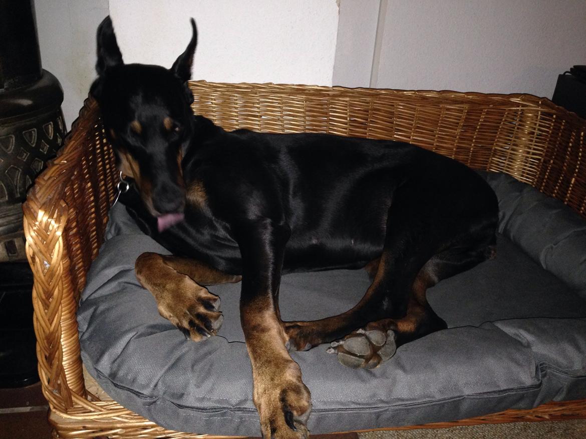 Dobermann Nita di altobello <3 billede 21