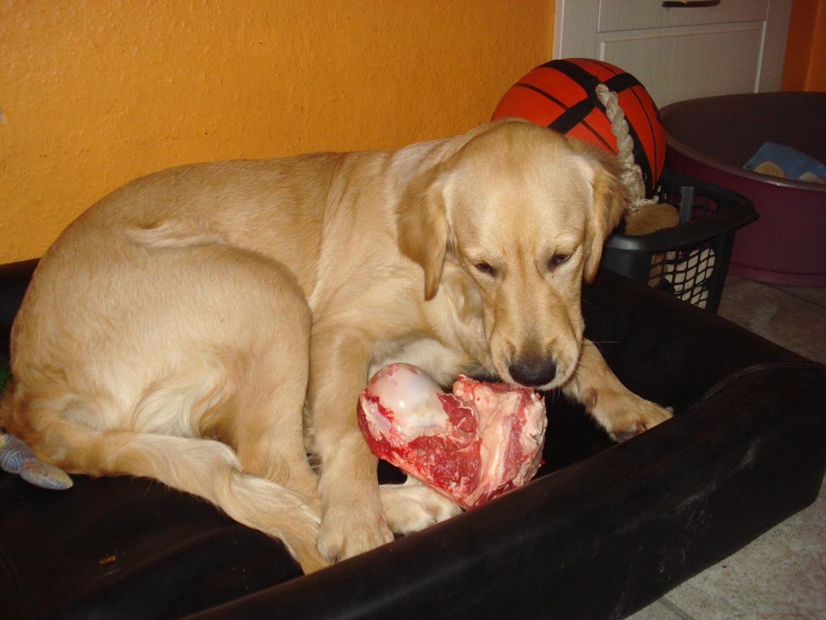 Golden retriever Maggie billede 10