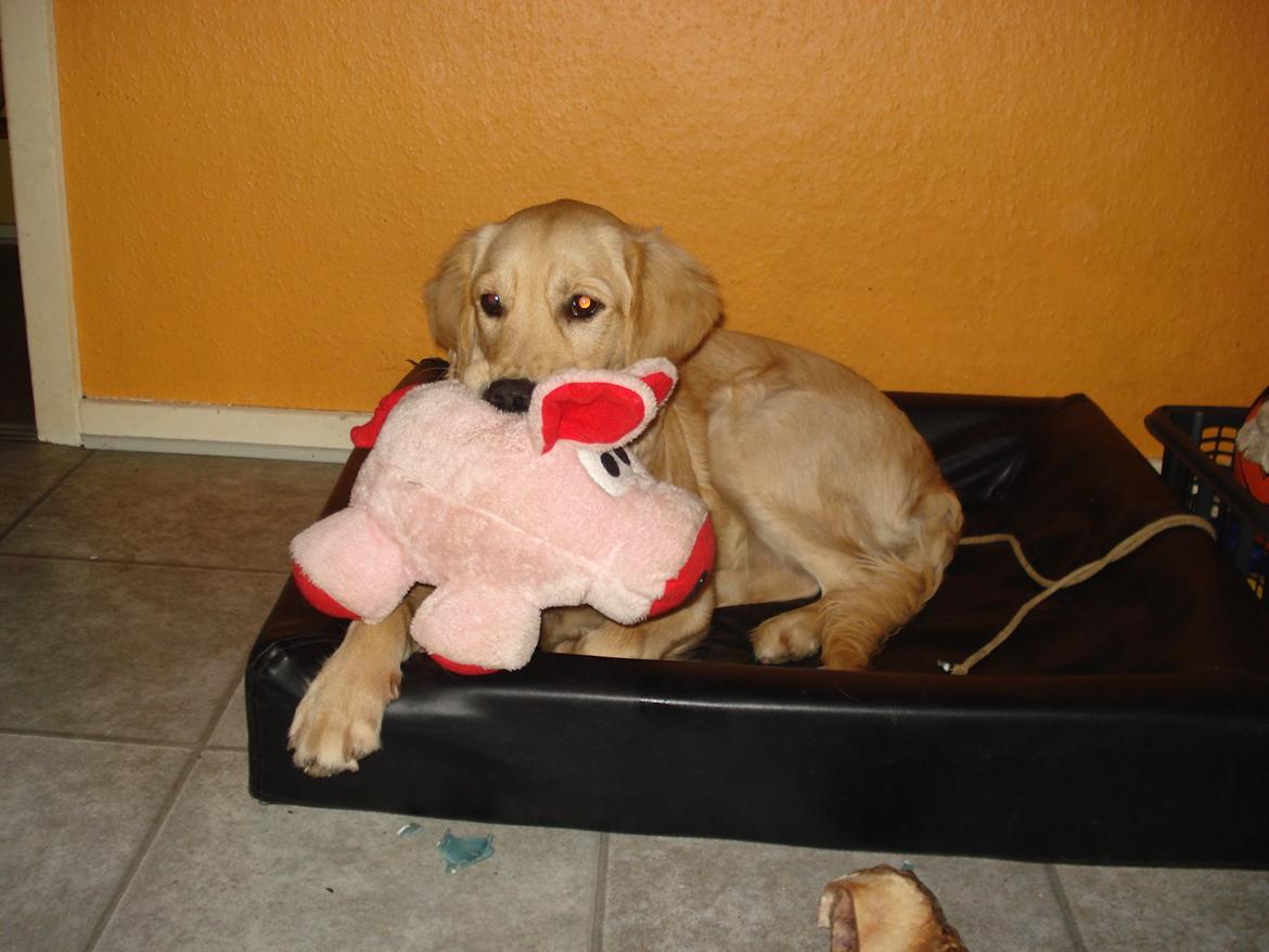 Golden retriever Maggie billede 11