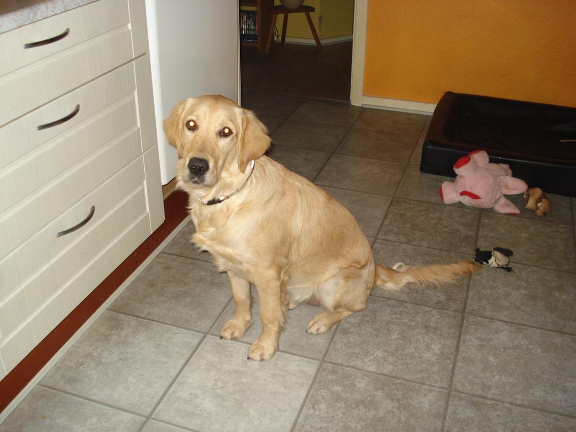 Golden retriever Maggie billede 13