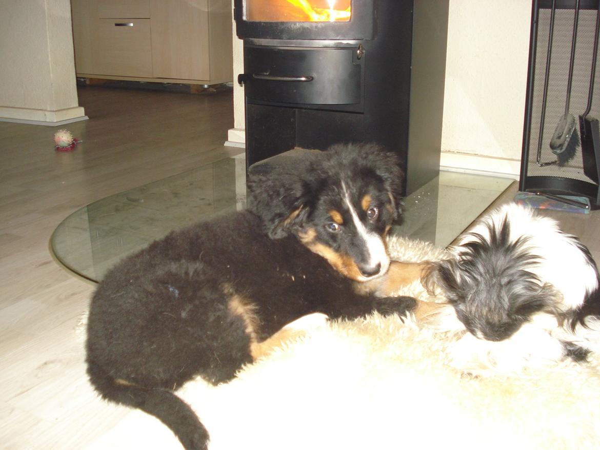 Berner sennenhund Emmelie. billede 3