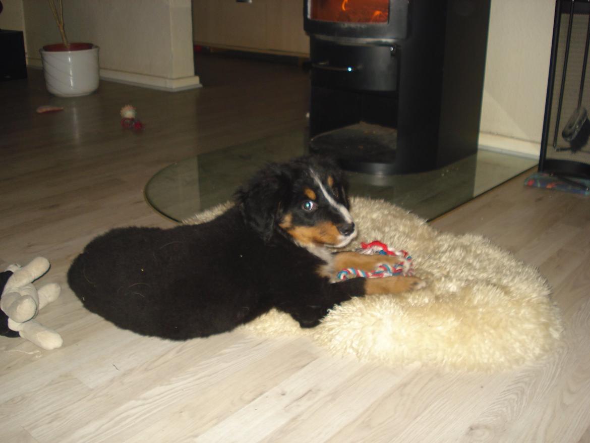 Berner sennenhund Emmelie. billede 4