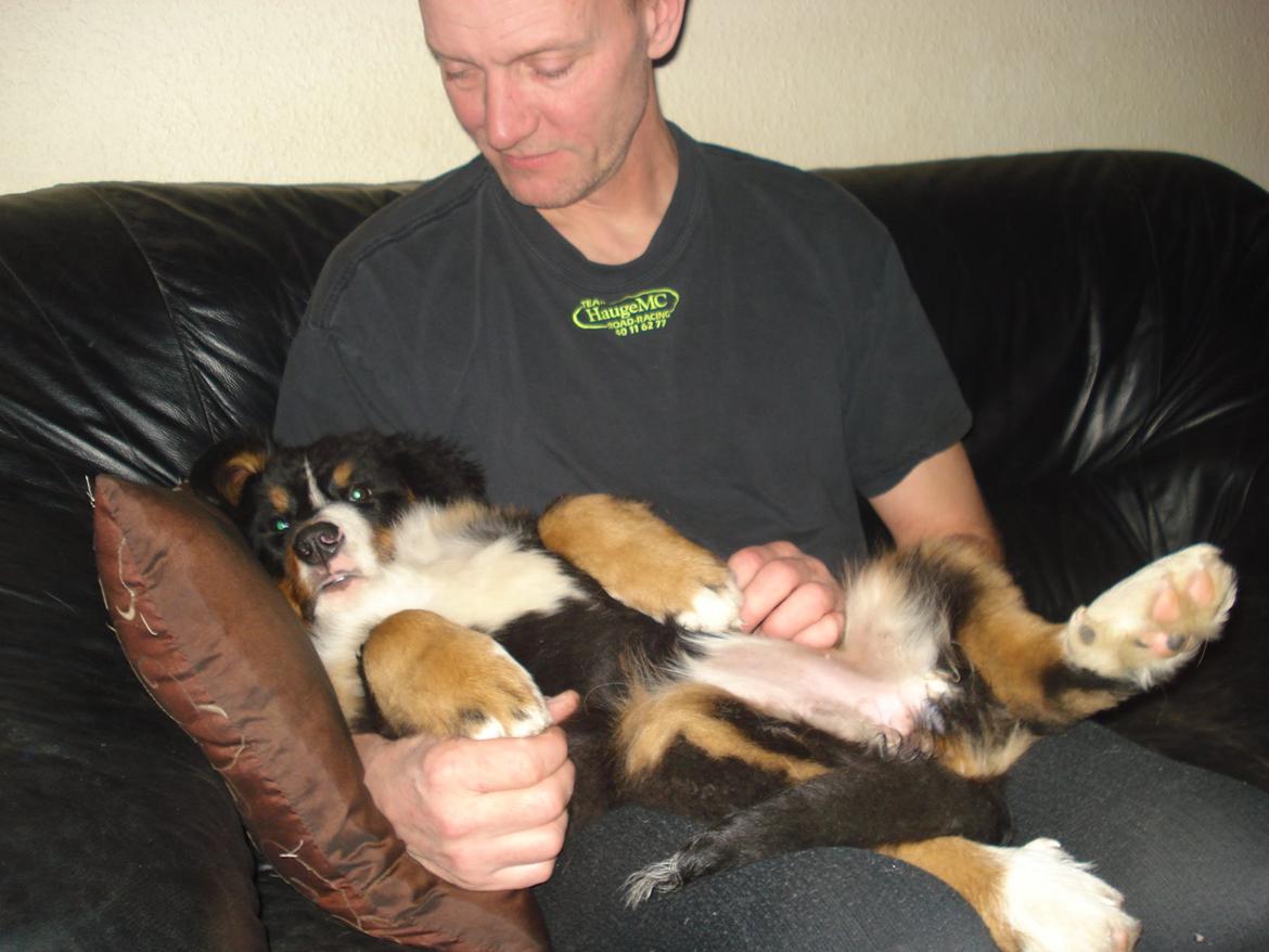 Berner sennenhund Emmelie. billede 5