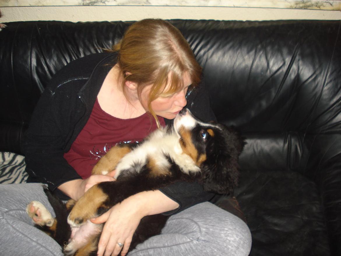 Berner sennenhund Emmelie. billede 6