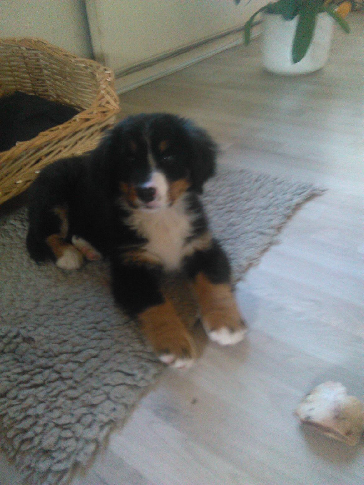 Berner sennenhund Emmelie. billede 2