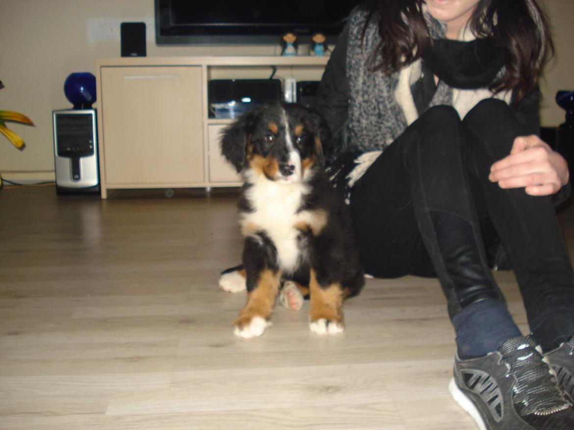 Berner sennenhund Emmelie. billede 1