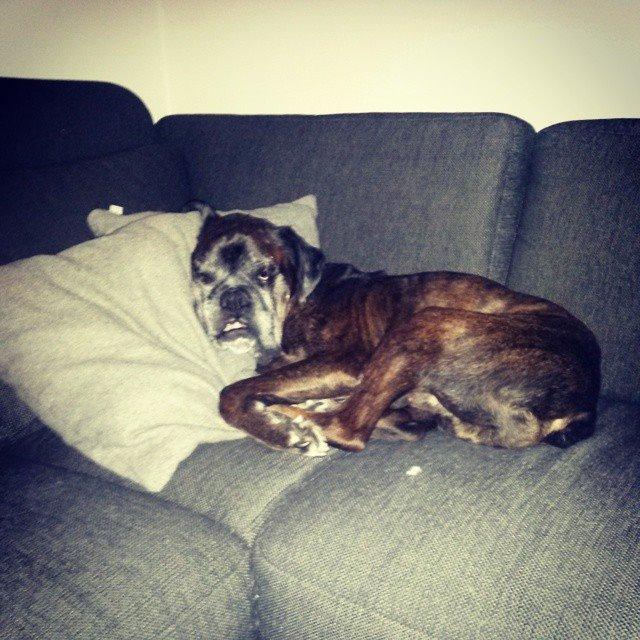 Boxer tyson - 24/1 2015 billede 1