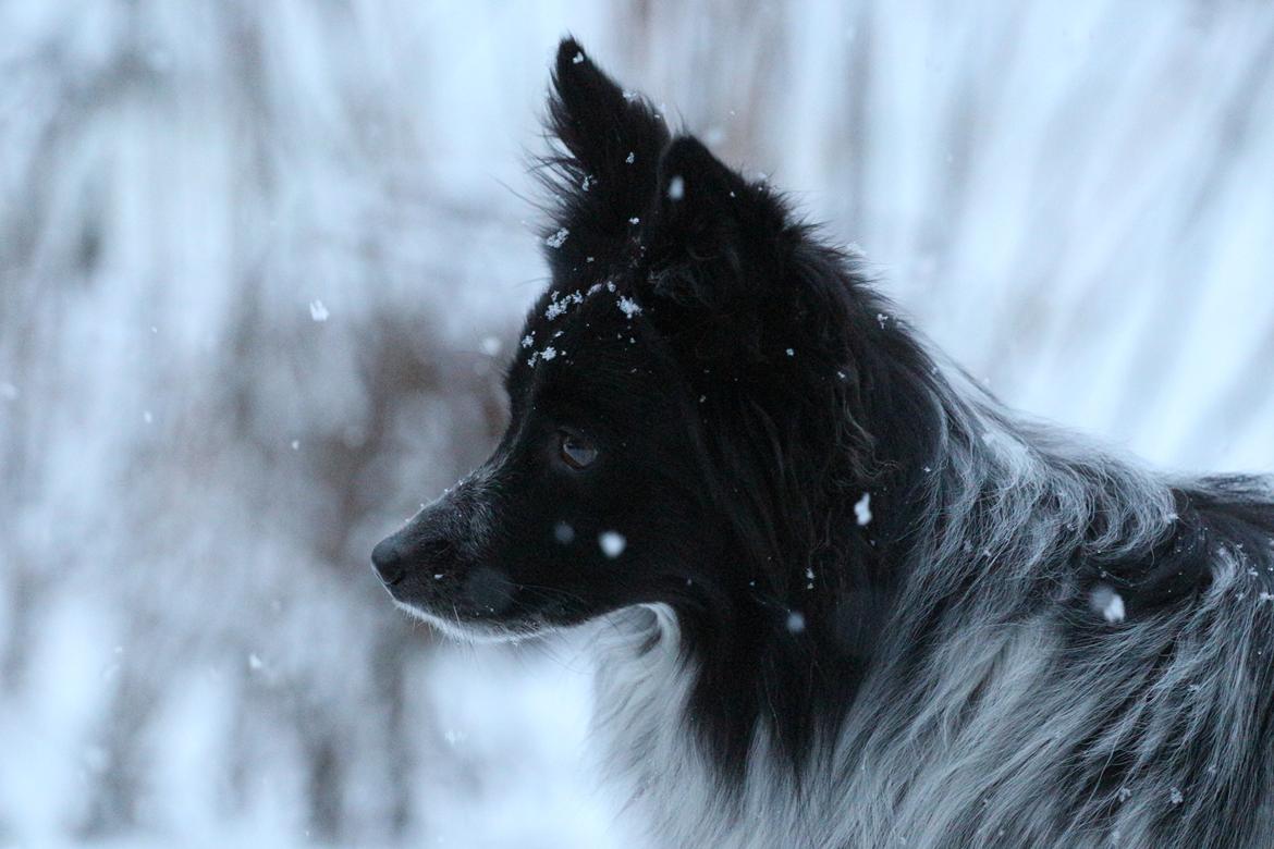 Blanding af racer Chili billede 47