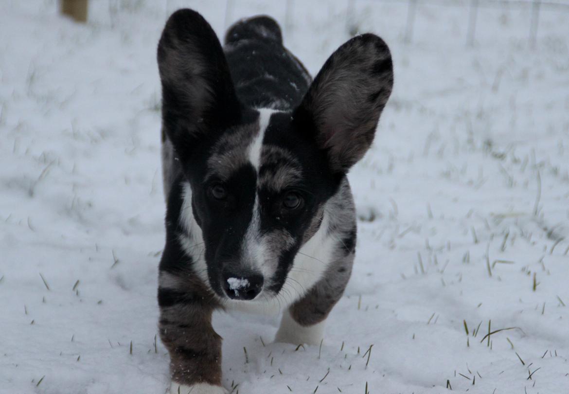 Welsh corgi cardigan Smarties Marcos (Krop-og-Poter) - I sneen :). Taget 24. januar 2015 billede 20