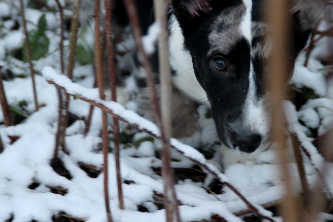 Welsh corgi cardigan Smarties Marcos (Krop-og-Poter) - I sneen :). Taget 24. januar 2015 billede 21