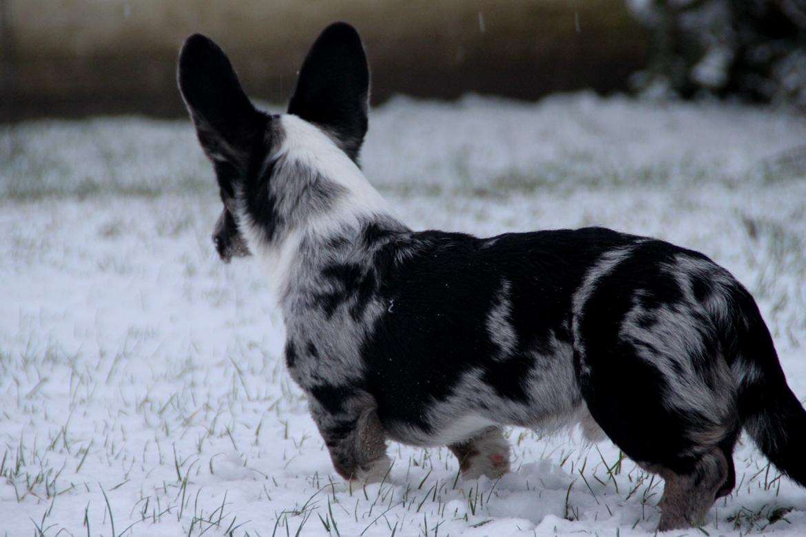 Welsh corgi cardigan Smarties Marcos (Krop-og-Poter) - I sneen :). Taget 24. januar 2015 billede 23